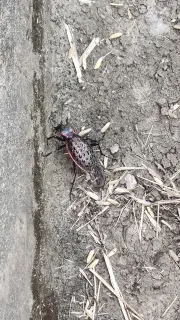 中国有哪些能让人"牢底坐穿"的虫子-非常朴素的普通僵尸-默认收藏夹